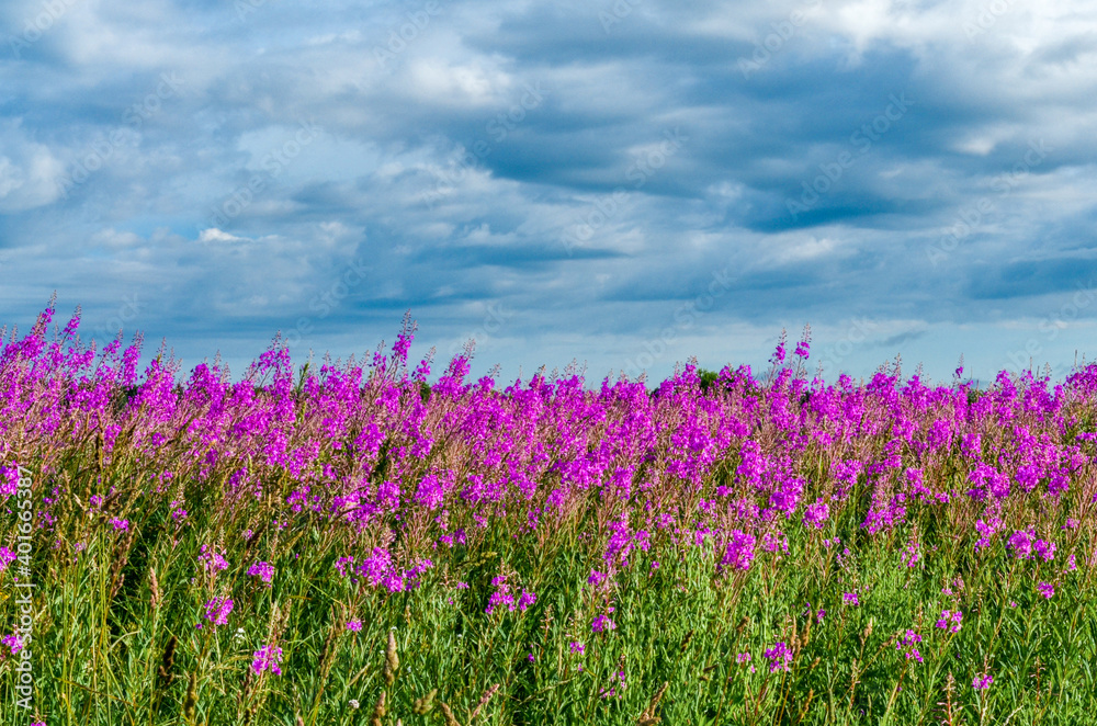 Naklejka premium blooming fireweed in the fileds of Tver region, Russia 