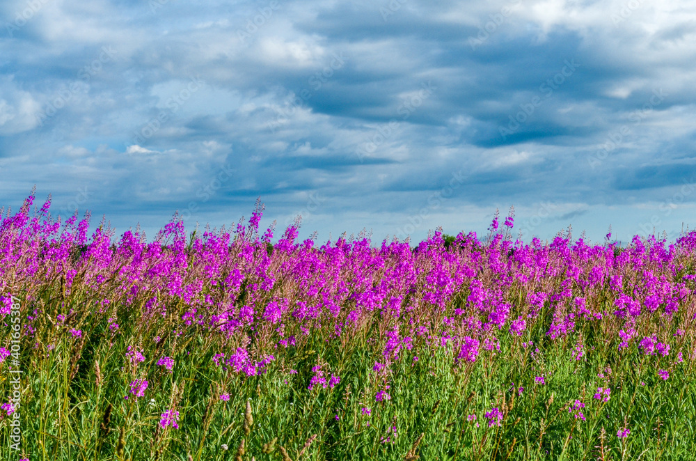 blooming fireweed in the fileds of Tver region, Russia 