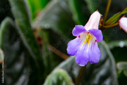Close up of violet flower of a chirita a primulina hybrid photo
