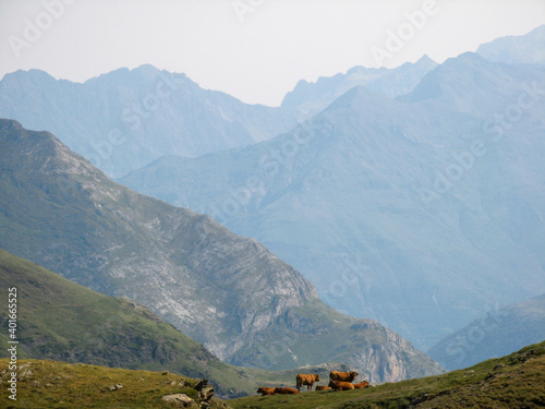 Herd of cows with the Pyrenees mountains in background. France.