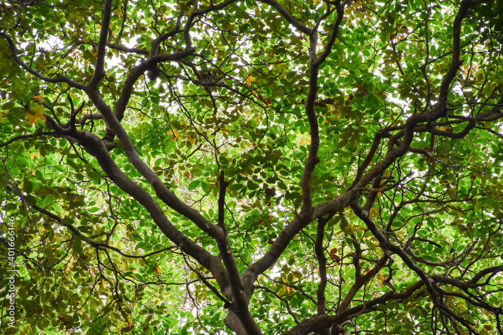 Obraz premium The branches of the trees that spread in the forest.
