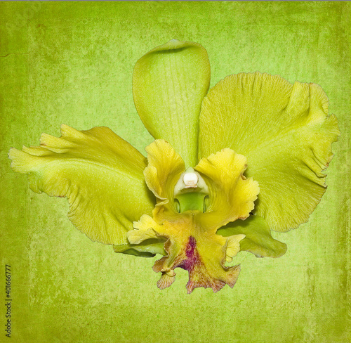 Laelia orchid against textured background photo