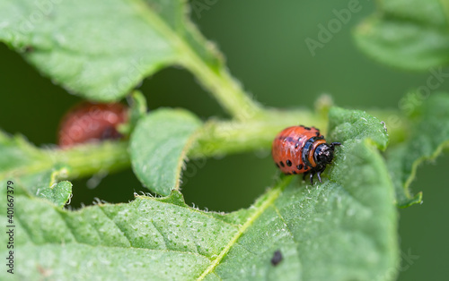 Colorado beetle (Leptinotarsa decemlineata) larva eating leaf of potato plant. Close-up of insect pest causing huge damage to harvest in farms and gardens © Digihelion