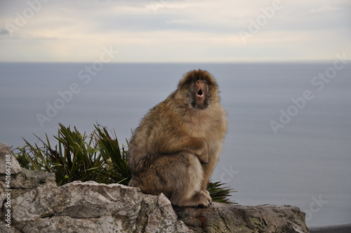 Closeup furry senior ape with open mouth at blurred ocean background with copy space. Gibraltar Barbary macaque monkey sitting at cliff rock and yelling loudly © Ninel