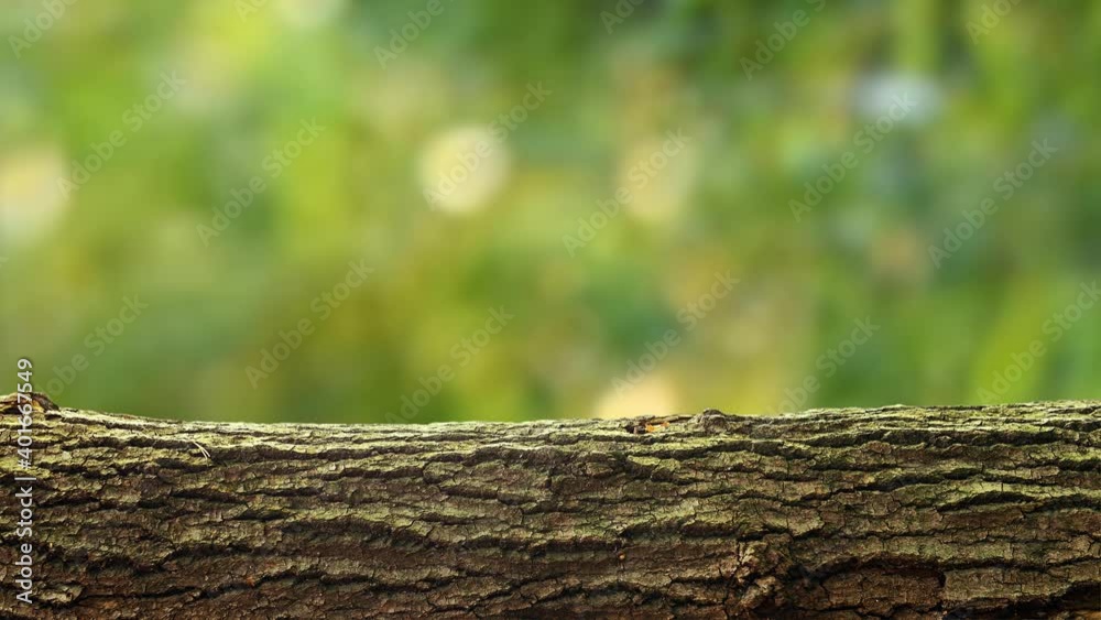 Empty tree log background Empty tree log background