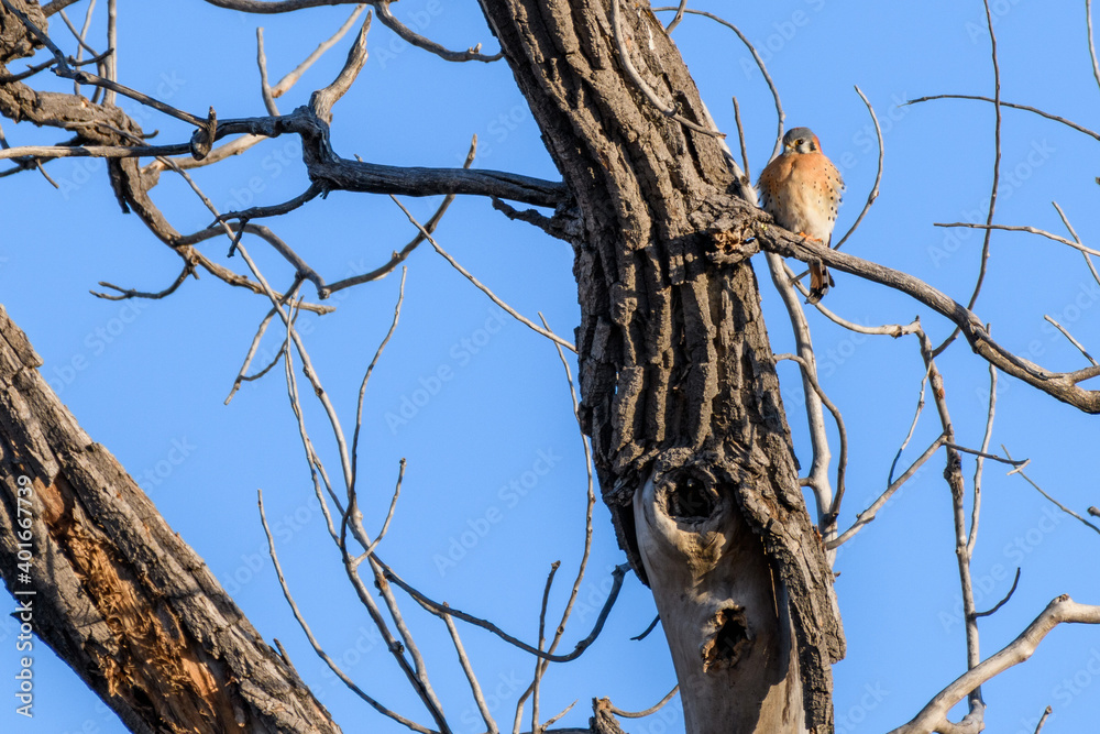 American Kestrel resting on a cottonwood tree. American Kestrel resting on a cottonwood tree.
