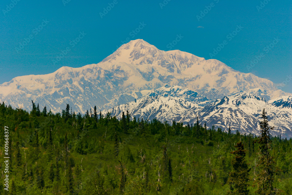 Fototapeta premium Snow covered Mount McKinley, or Mount Denali by the native Americans, the tallest peak in North America towering over 20000 feet, with woods in the foreground, part of Denali National Park in Alaska.