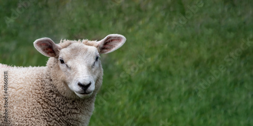 Portrait eines Schafes © URS.INHO