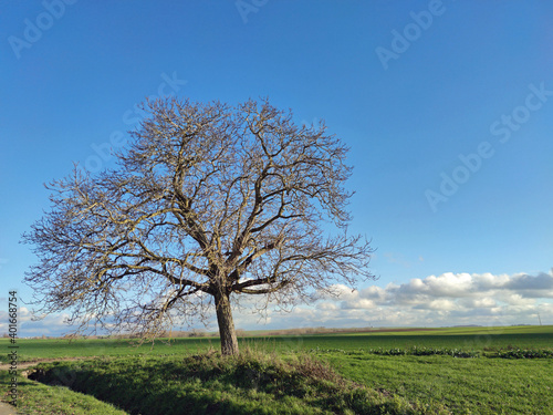 L'arbre solitaire, en hiver