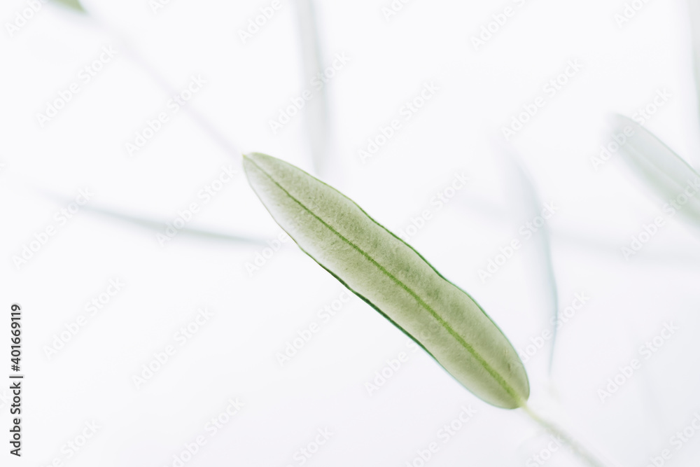 Obraz premium Close up sur les feuilles d'un olivier et arrière plan flou