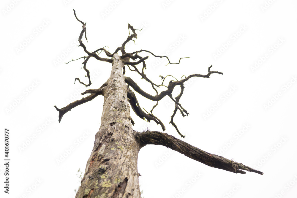 dry pine tree trunk with white background