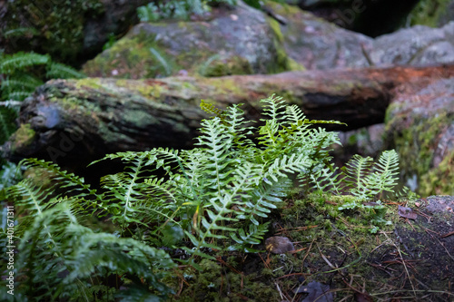 fern on ground with fallen tree trunk in the background