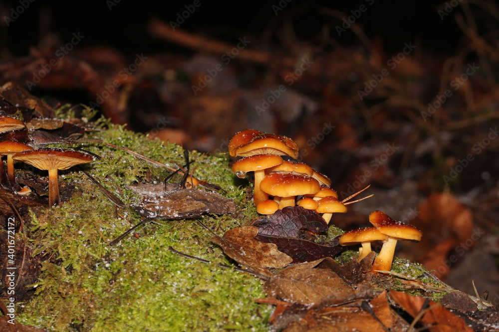 close-up of mushrooms with a blurred background close-up of mushrooms with a blurred background