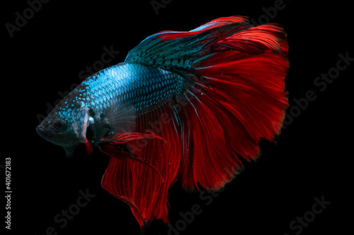 Photography red and blue siamese fighting fish in black