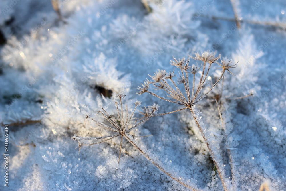 Grass covered with crystalline frost during winter frosts Grass covered with crystalline frost during winter frosts