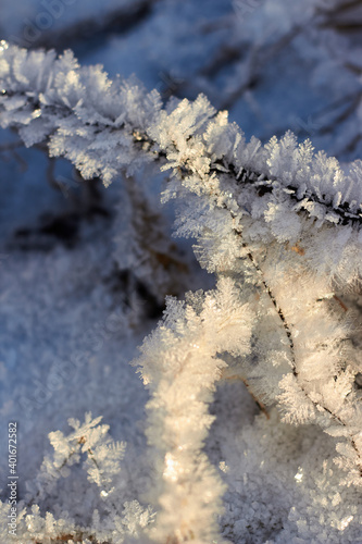 Grass covered with crystalline frost during winter frosts © PhotoChur