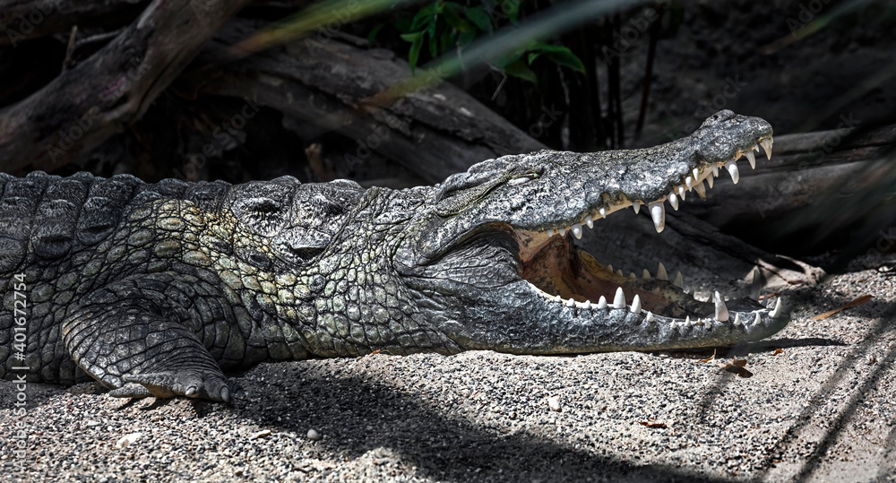 Nile crocodile near the pond. Latin name - Crocodylus niloticus Nile crocodile near the pond. Latin name - Crocodylus niloticus