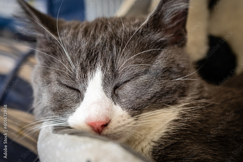 young gray and white cat sleeping