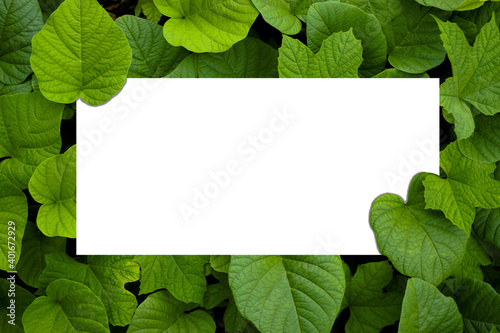 Leaf background with blank note paper space in the middle. Natural background concept with space for text input.