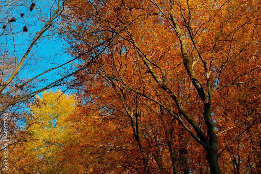 Vlci rokle - stonefall in beach forest during autumn Vlci rokle - stonefall in beach forest during autumn