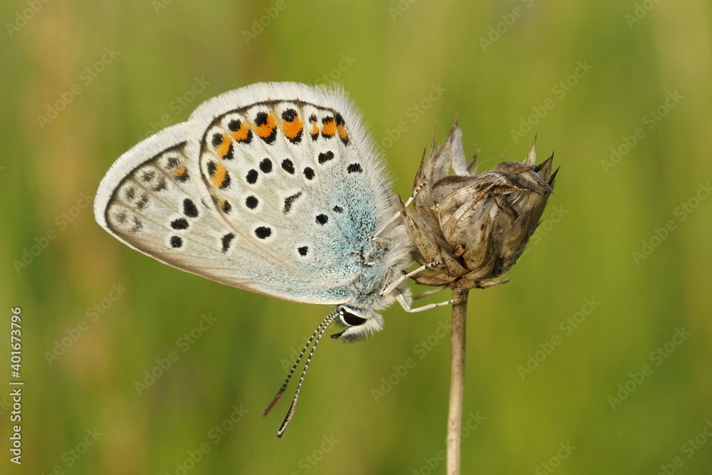 Fototapeta premium Heideblauwtje - Plebejus argus
