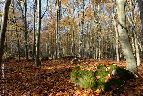 Vlci rokle - stonefall in beach forest during autumn photo