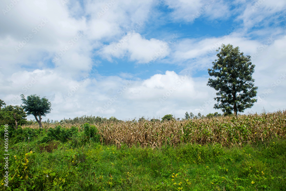 Obraz premium idyllic Country side Landscape - blue sky with white clouds