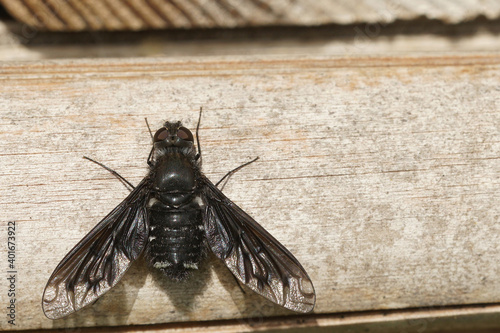 Anthrax anthrax  a parasite fly on solitary bees  photo