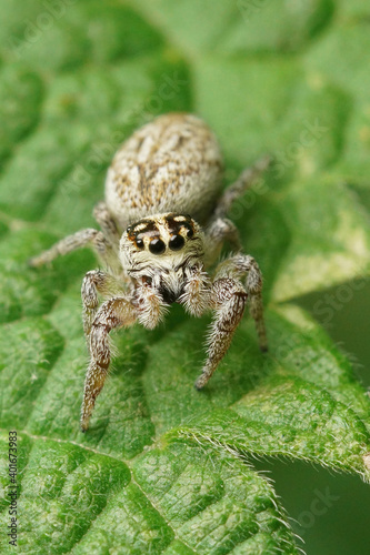 Macaroeris nidicolen, a small jumping spider in the garden photo