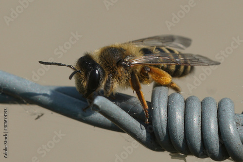 Yellow legged mining bee- Andrena flvaipes female photo