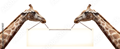 Photography Two giraffes hold an empty banner for advert
