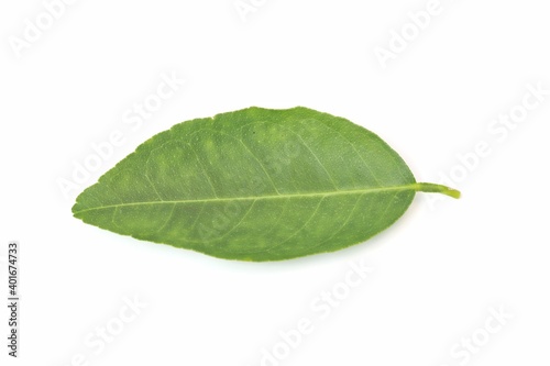 Lemon leaves on white background