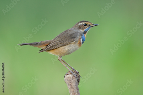 bluethroat (luscinia svecica) lovely brown with pale blue feathers on its chin down to neck mixed with orange colors