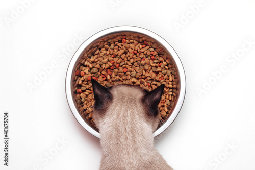 Siamese cat eating dry food from large metal bowl close-up top view on white isolated background, concept of diet and nutrition of Pets health, veterinary and care