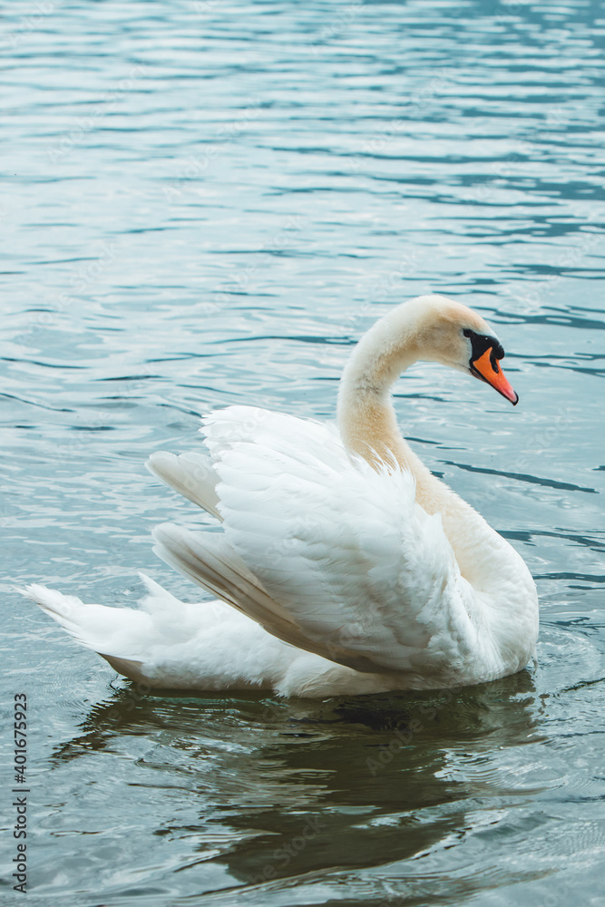 white swans in blue lake water white swans in blue lake water