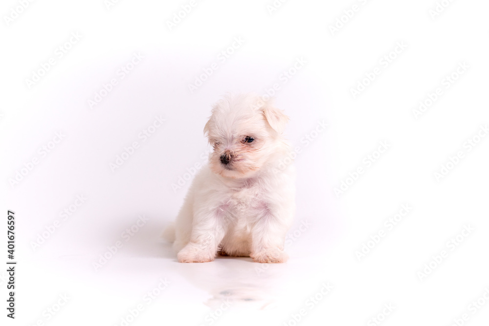 A Maltese dog sitting on white background. Puppy Maltese dog A Maltese dog sitting on white background. Puppy Maltese dog