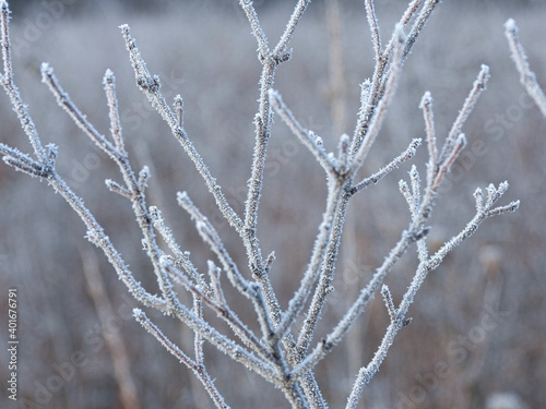 Frost Covered Branches: Closeup of small branches covered in frost on a early winter morning