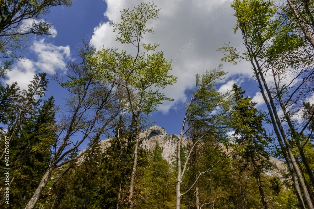 high different trees with white clouds on the sky high different trees with white clouds on the sky