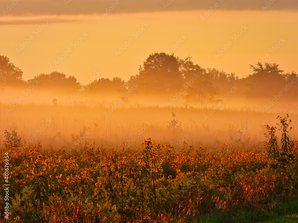 Fall Sunrise: Early autumn morning on the prairie glows orange from the morning sunrise at dawn as the fog lifts and reveals field of yellow wildflowers in tranquil landscape view