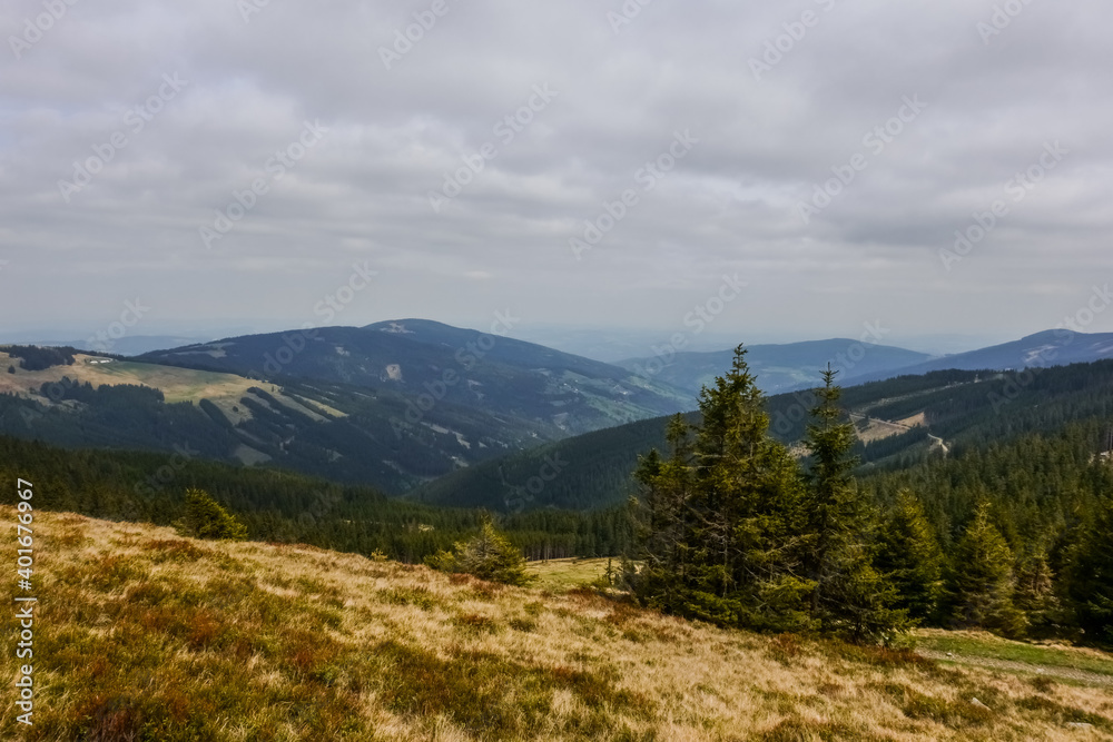 nice landscape with pine trees meadow and mountains