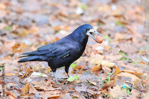 crow with nut