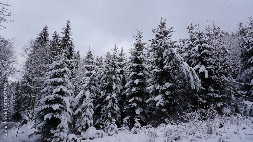 snow covered trees in winter snow covered trees in winter