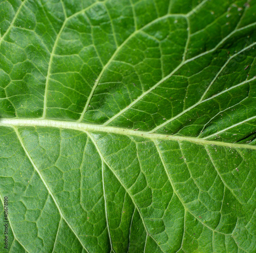 Background of juicy  fresh crispy cabbage leaf. Cabbage green leaf texture