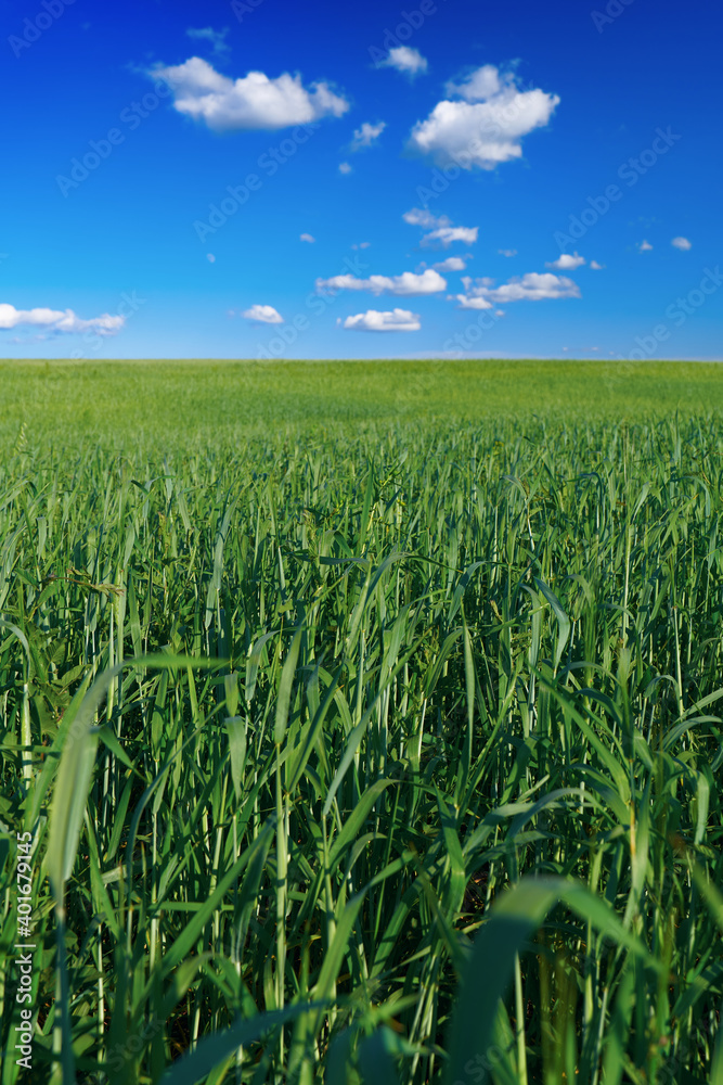 Green field under a blue sky with clouds. Vertical view. In the foreground, close-up of plant stems. The background is partially blurred. Green field under a blue sky with clouds. Vertical view. In the foreground, close-up of plant stems. The background is partially blurred.
