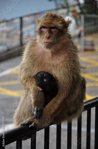 Mother monkey sits on fence and holds cute ape baby with black fur head. Barbary macaque family in wild nature of Gibraltar. Two primate animals closeup