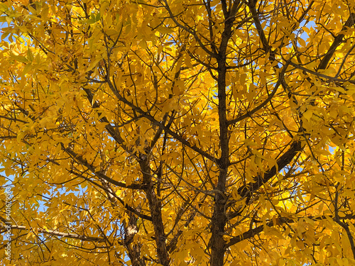 Looking up view at autumn tree branches with bright yellow leaves with blue sky beyond