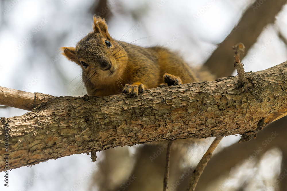 Obraz premium Eastern Fox squirrel (Sciurus niger)
