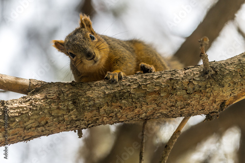 Eastern Fox squirrel (Sciurus niger)
