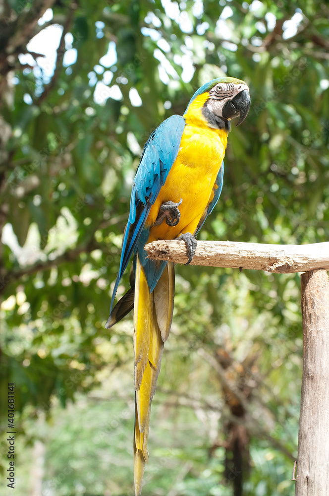 Naklejka premium Parrot Macaw, Amazon Jungle, Peru, Ecuador