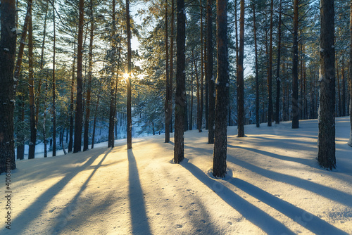 Winter landscape in a pine forest. The sun shines through the trees, creating long shadows